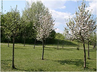 Obstwiese Landschaftspark bluehend